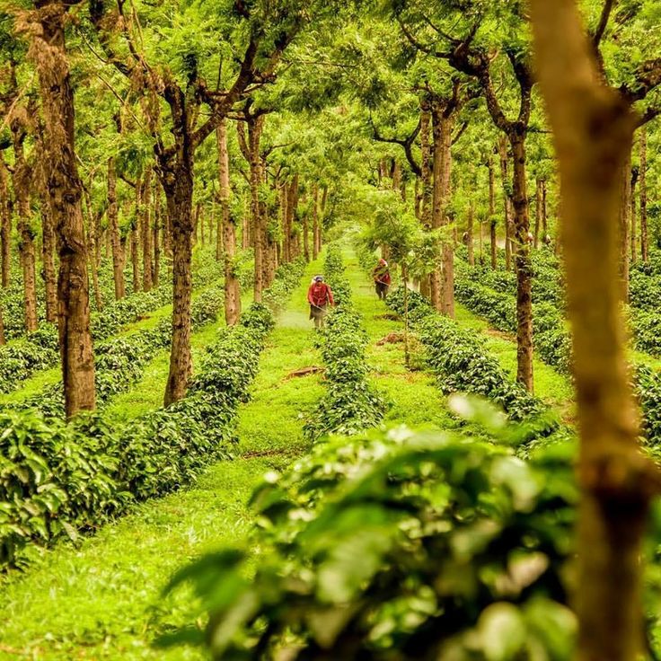 Siembra de café finca Tempixque - Carlos López Foto Espacio