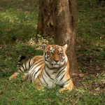 Bangalore To Nagarhole Distance Travel Guide: Budget, Stay & Itinerary
