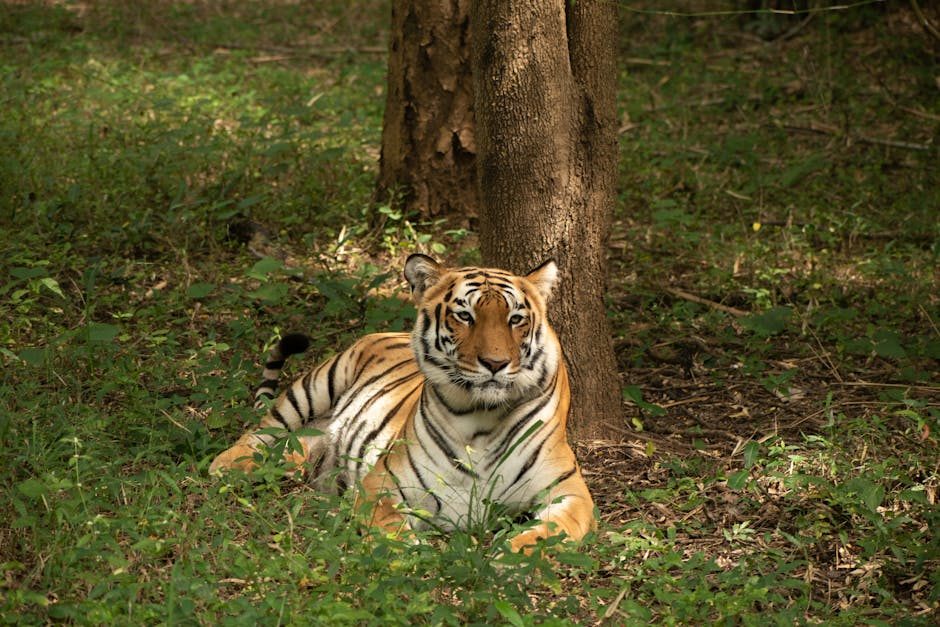 Bangalore To Nagarhole Distance Travel Guide: Budget, Stay & Itinerary
