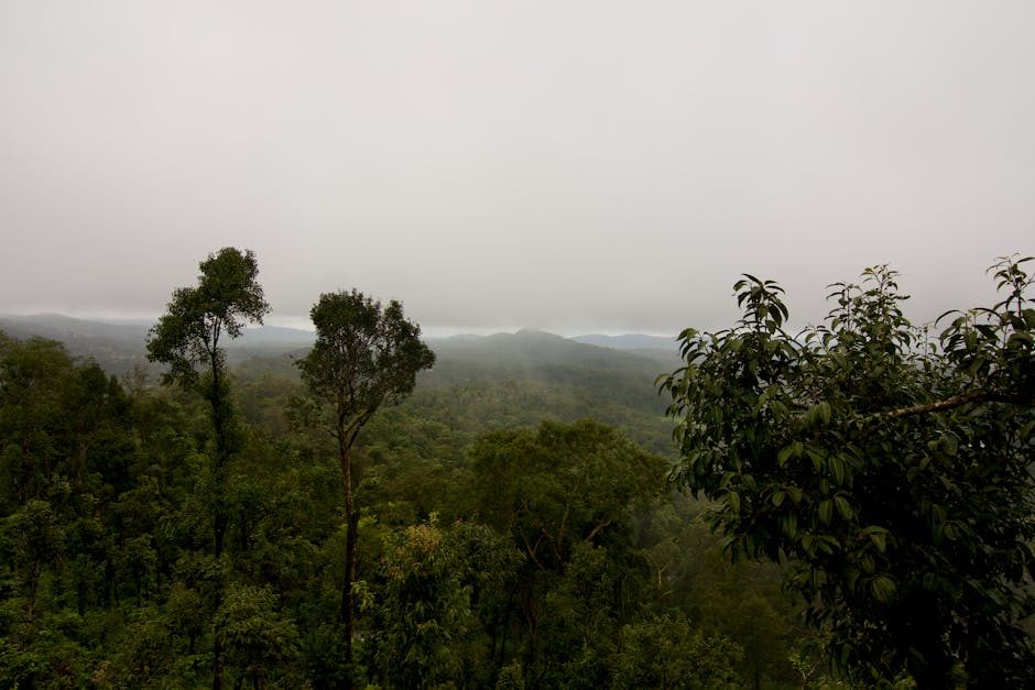 Best Time, Route & Budget for Coorg Two Days Package