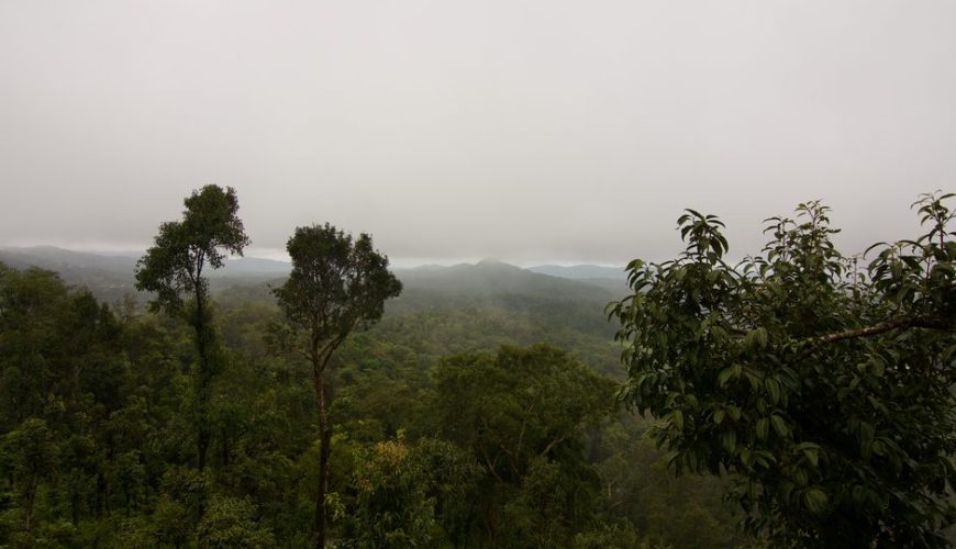Flora And Fauna Of Coorg Travel Guide: Budget, Stay & Itinerary