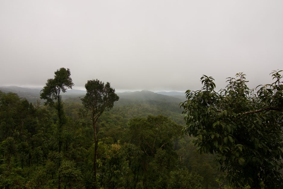 Flora And Fauna Of Coorg Travel Guide: Budget, Stay & Itinerary