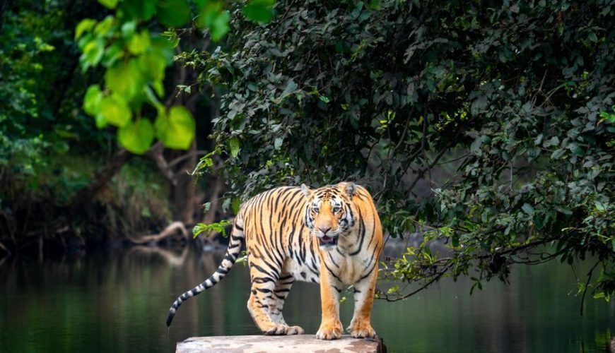 Best Time, Route & Budget for Tiger Ranch Resort Bandipur