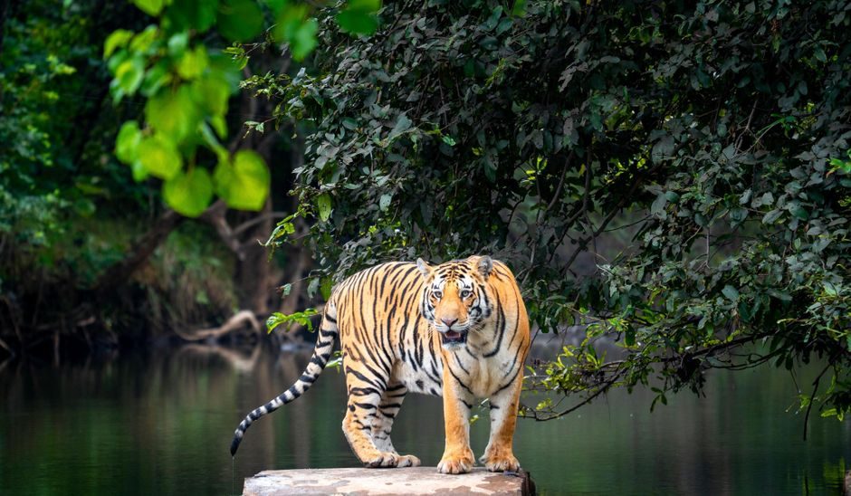 Best Time, Route & Budget for Tiger Ranch Resort Bandipur