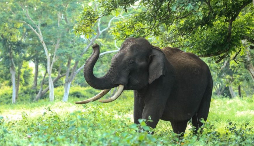 Coorg To Bandipur Distance Travel Guide: Budget, Stay & Itinerary