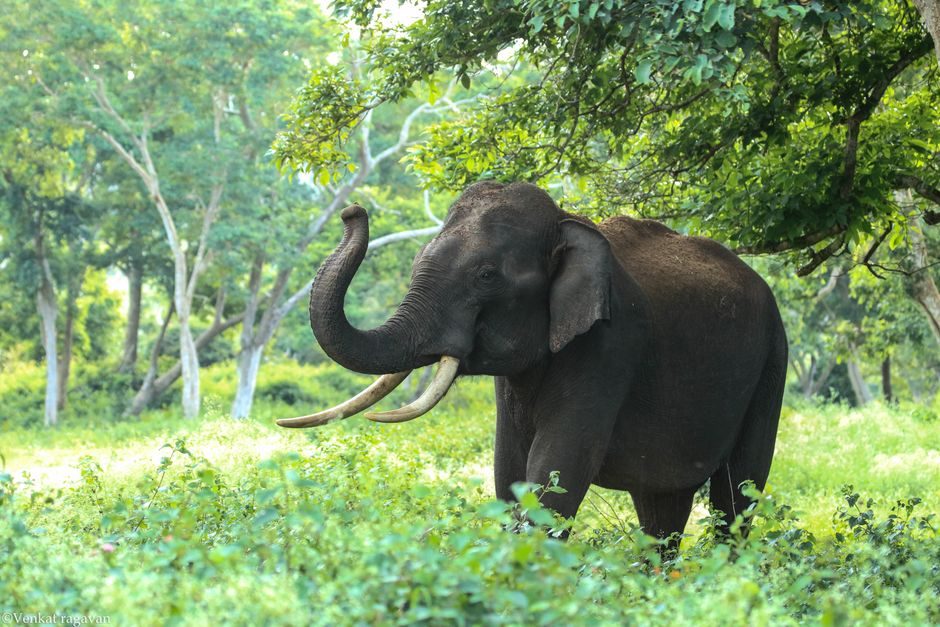 Coorg To Bandipur Distance Travel Guide: Budget, Stay & Itinerary