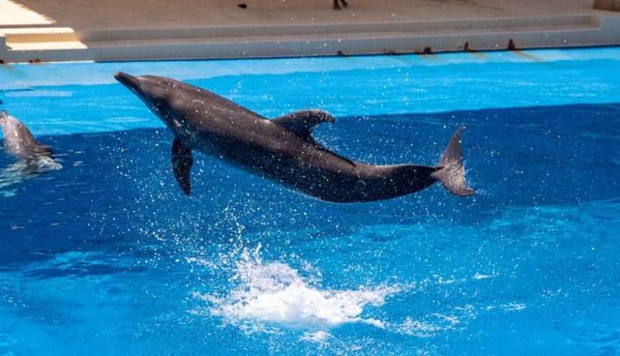 Dolphin Water Park Tickets Travel Guide: Budget, Stay & Itinerary