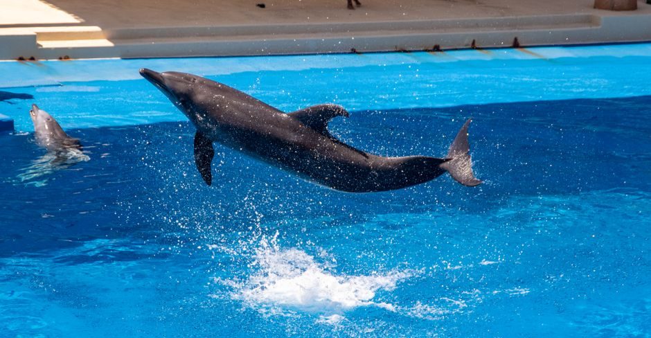 Dolphin Water Park Tickets Travel Guide: Budget, Stay & Itinerary
