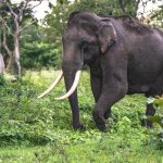 Top Things to Know Before Visiting Nagarahole Forest Safari Price