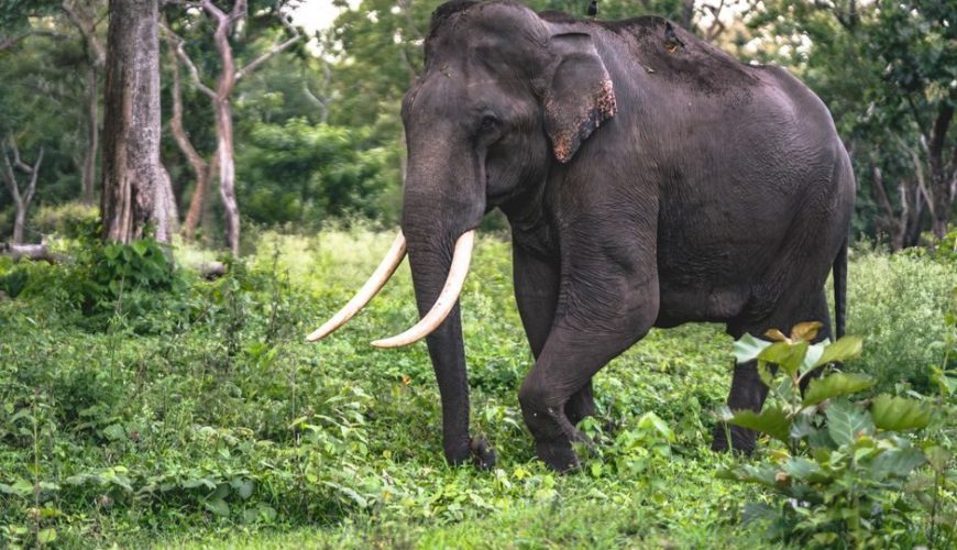 Top Things to Know Before Visiting Nagarahole Forest Safari Price