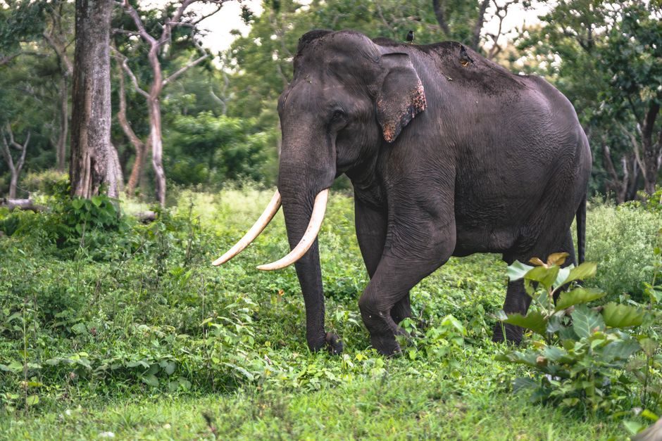 Top Things to Know Before Visiting Nagarahole Forest Safari Price