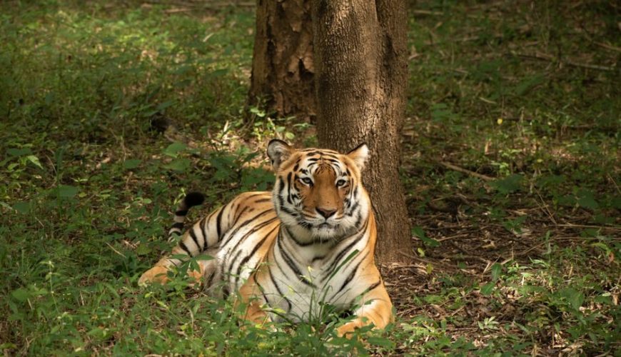 Nagarhole National Park From Bangalore Travel Guide: Budget, Stay & Itinerary