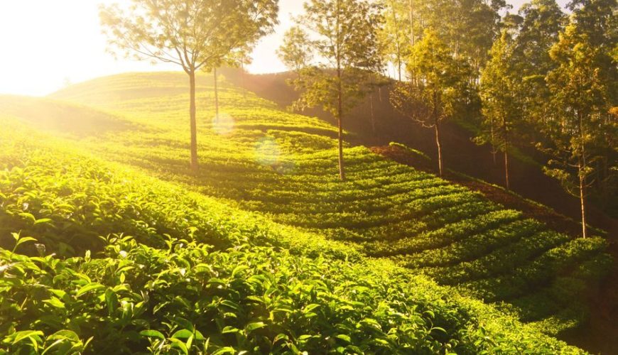 Everything You Need to Know About Sunrise Point In Munnar