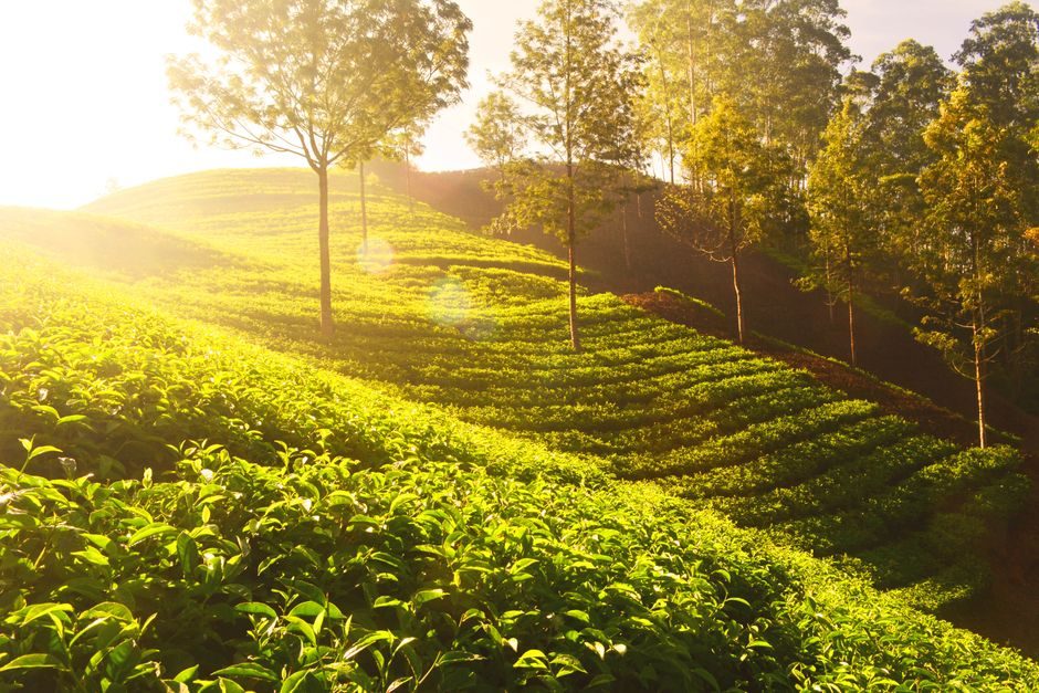Everything You Need to Know About Sunrise Point In Munnar